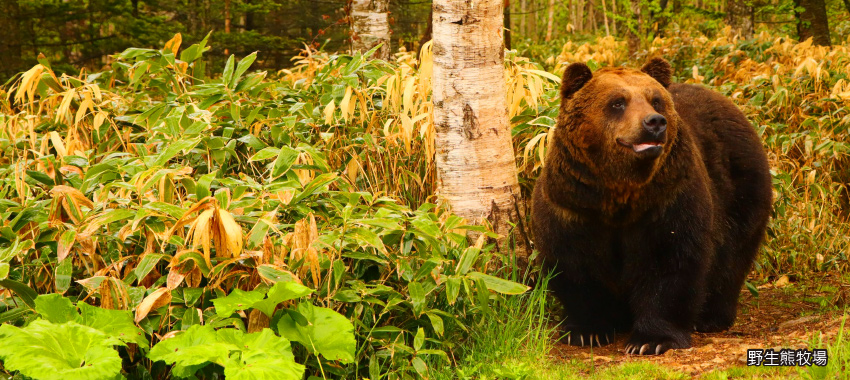 BEAR Mt.野生熊牧場